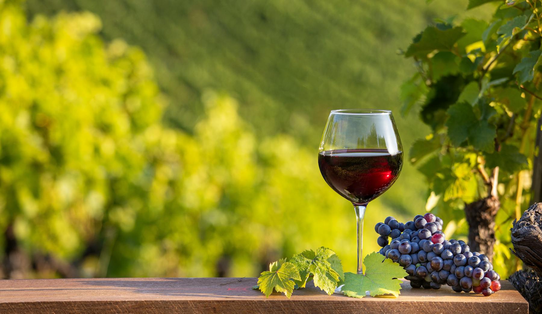 The world's red grape varieties
